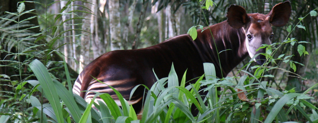 An Okapi